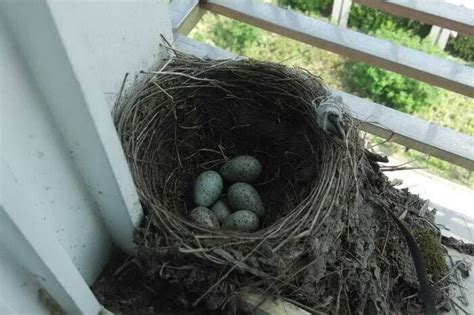 有鳥在家築巢|【家有鳥巢】家有鳥巢，居家風水亨通！揭開野鳥築巢。